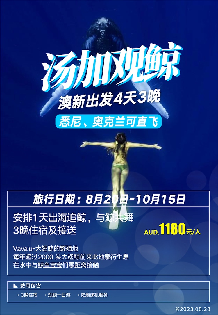 【自由行】汤加观鲸-澳新出发4天3晚 - 含3晚住宿+接送机+1天出海追鲸 与鲸共舞