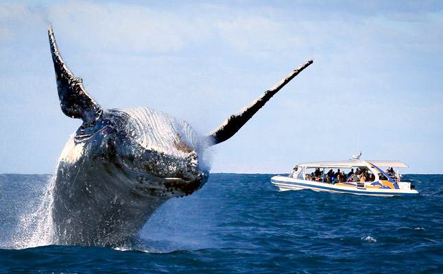 悉尼赏鲸一日游